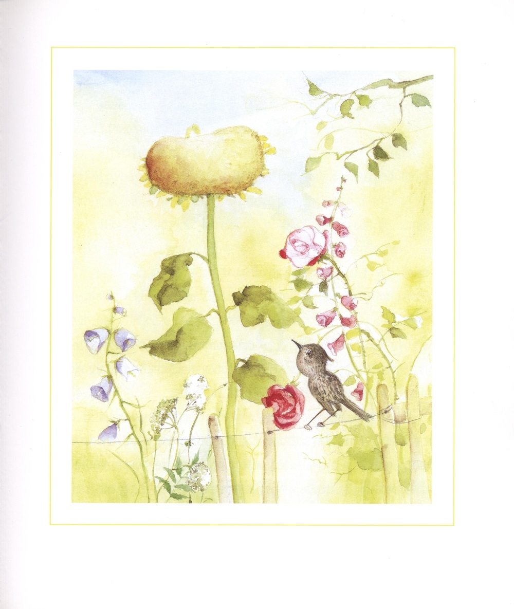 Słónčna róža Marhata